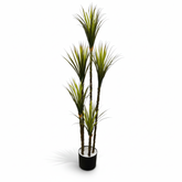 Artificial Urbane Yucca X5 Plant - 6 ft (180 cm)